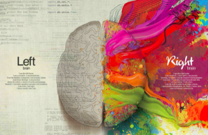 brain hemisphere